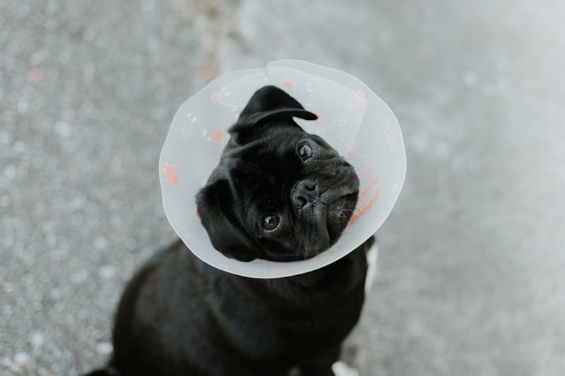 Pet Healthy Food